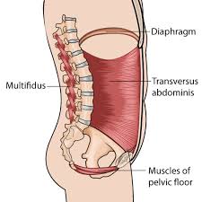 AB MUSCLES FOR SMALL WAIST 